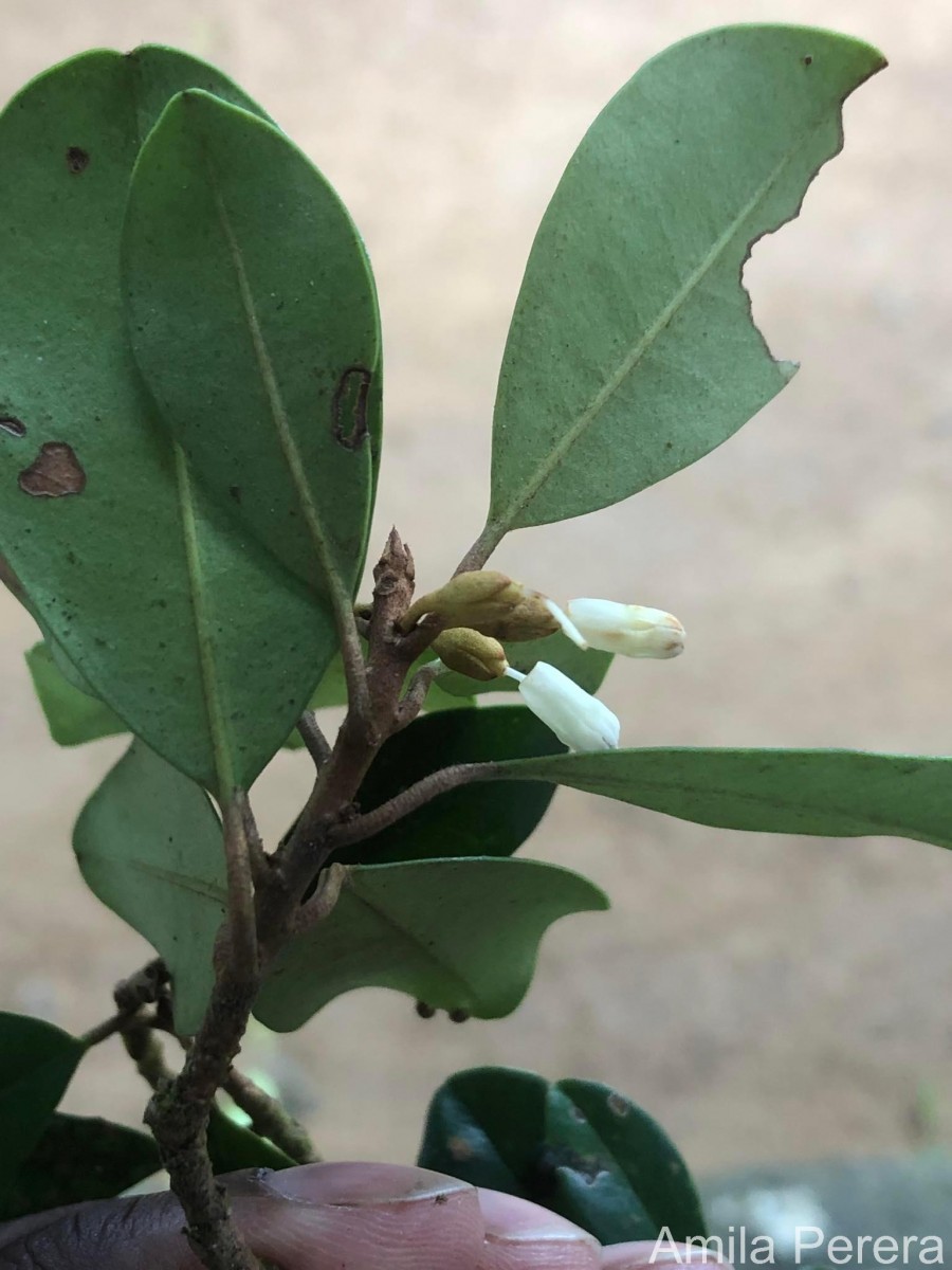 Palaquium zeylanicum Verdc.